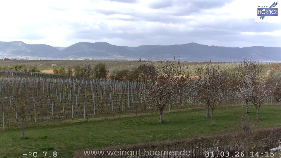 Webcam Weinberge Hochstadt