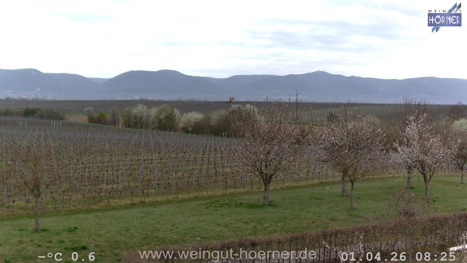 Webcam Weinberge Hochstadt