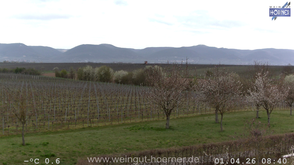 Webcam Weinberge Hochstadt