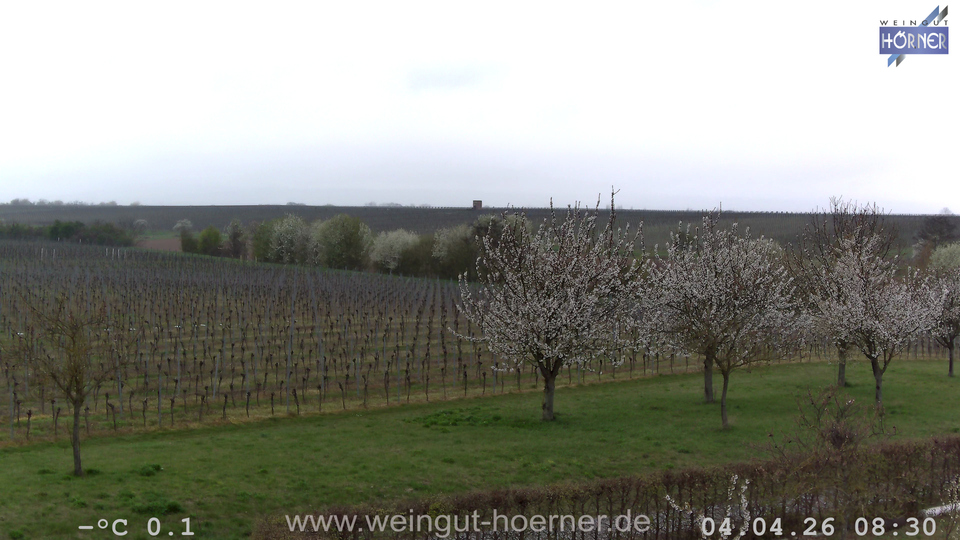 Webcam Weinberge Hochstadt