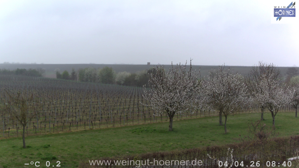 Webcam Weinberge Hochstadt