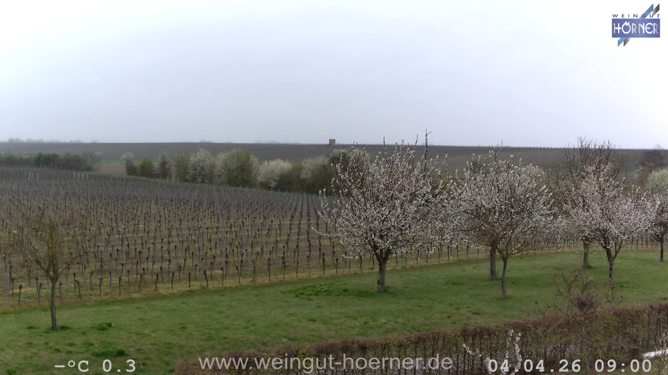 Webcam Weinberge Hochstadt