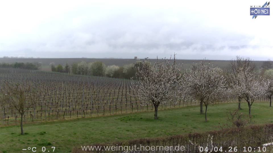 Webcam Weinberge Hochstadt