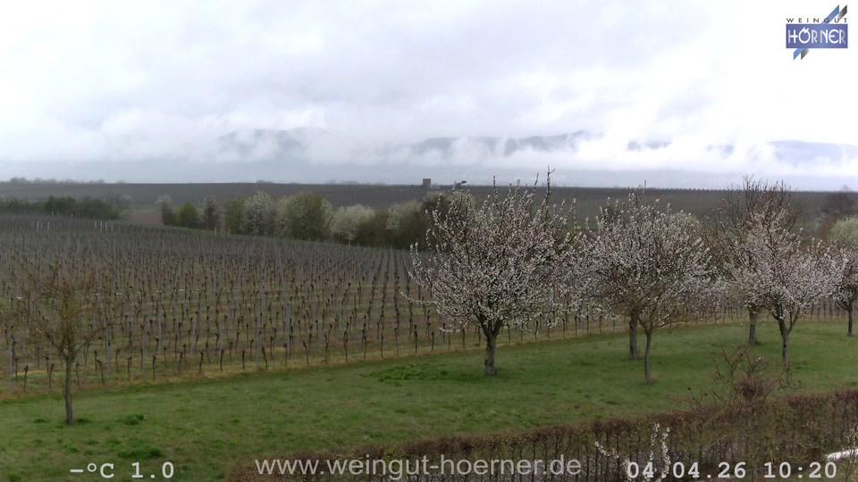 Webcam Weinberge Hochstadt