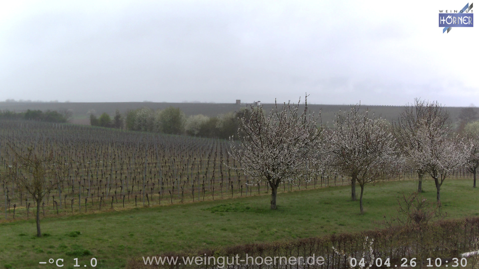 Webcam Weinberge Hochstadt