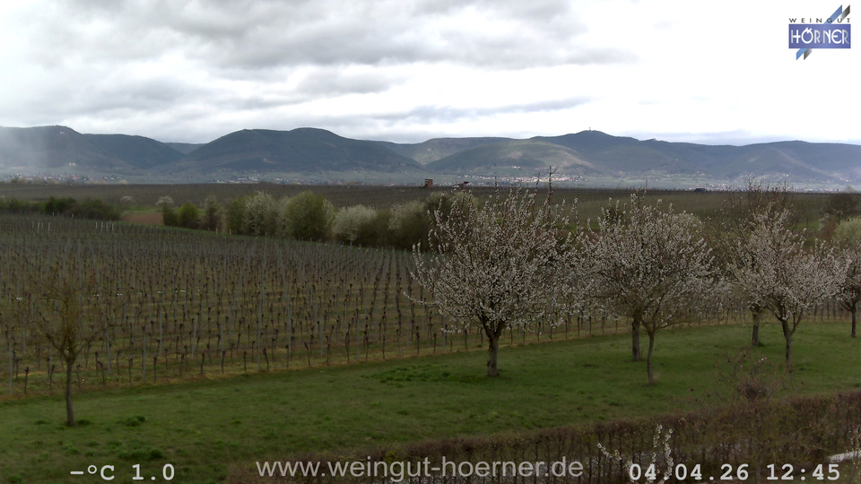Webcam Weinberge Hochstadt