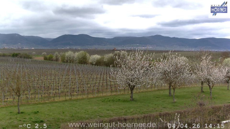 Webcam Weinberge Hochstadt