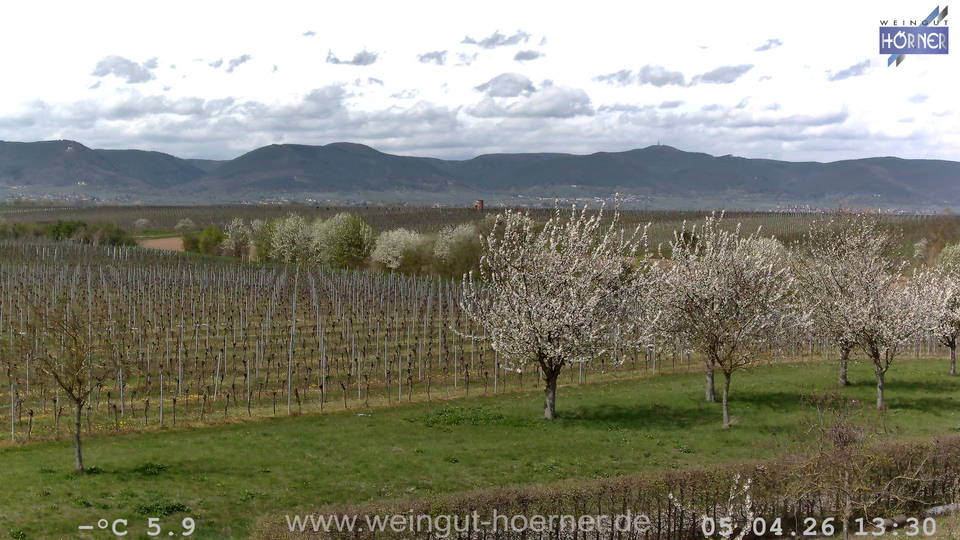 Webcam Weinberge Hochstadt