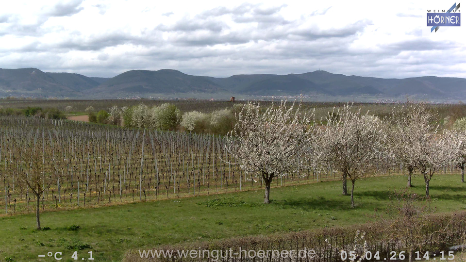 Webcam Weinberge Hochstadt
