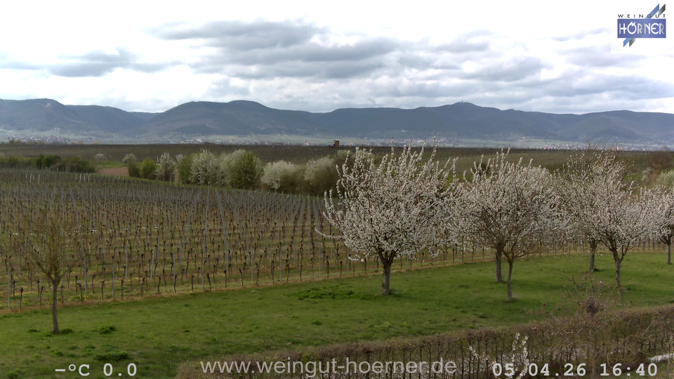 Webcam Weinberge Hochstadt