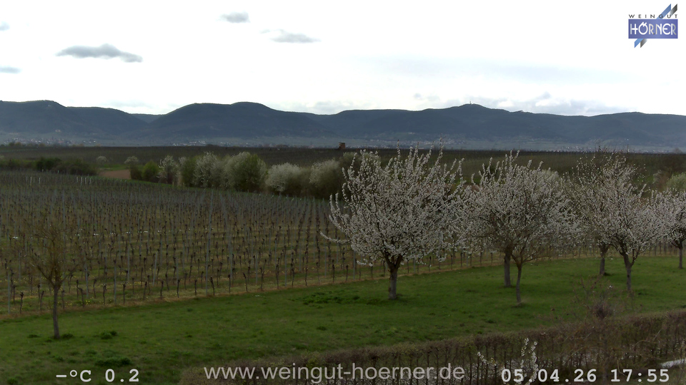 Webcam Weinberge Hochstadt