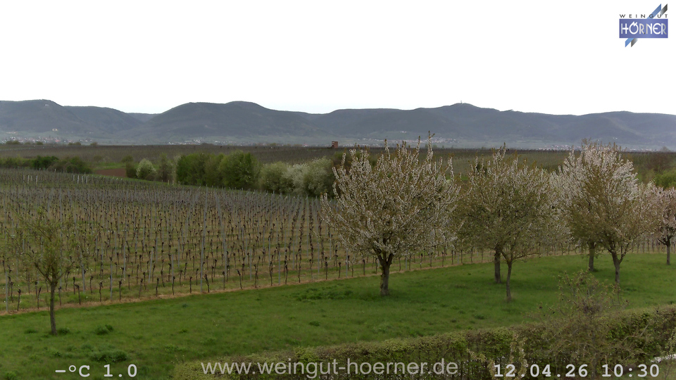 Webcam Weinberge Hochstadt