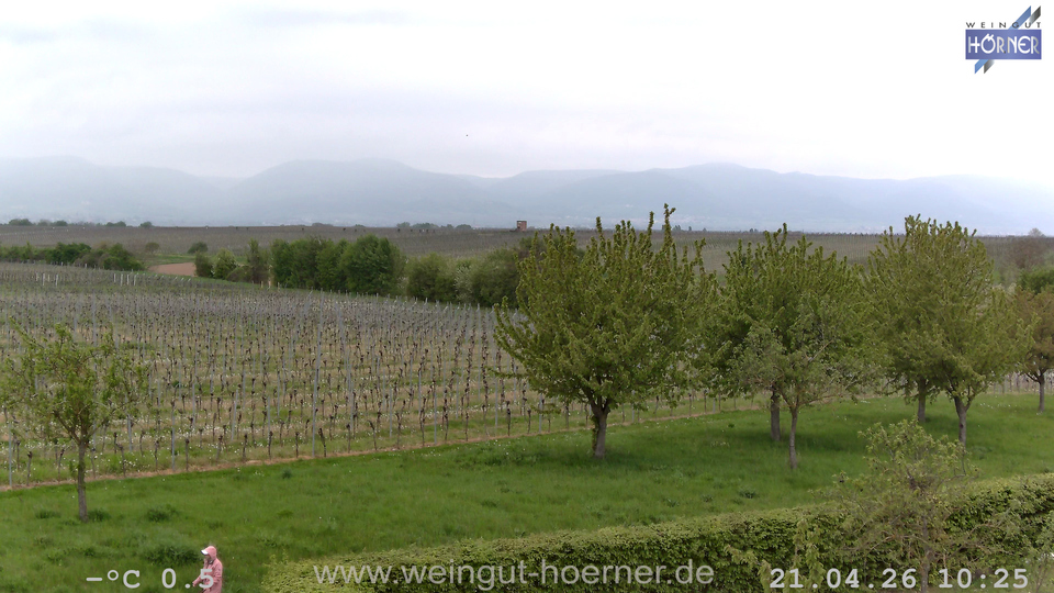 Webcam Weinberge Hochstadt