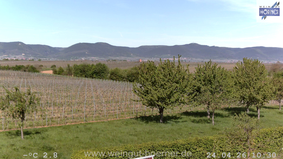 Webcam Weinberge Hochstadt
