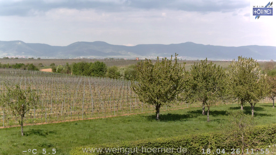 Webcam Weinberge Hochstadt