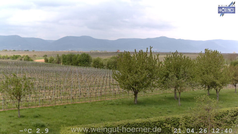 Webcam Weinberge Hochstadt