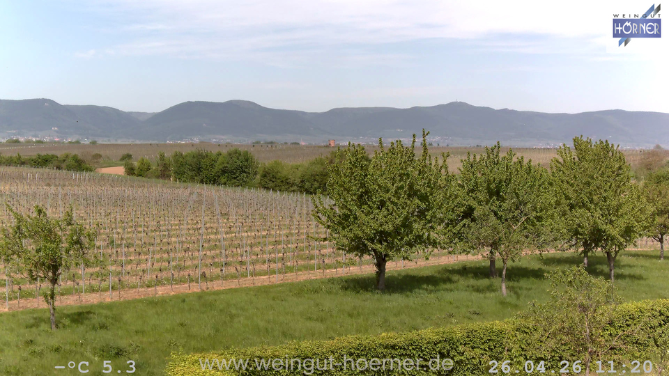 Webcam Weinberge Hochstadt