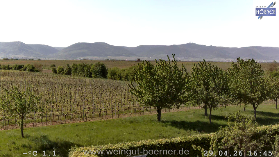 Webcam Weinberge Hochstadt