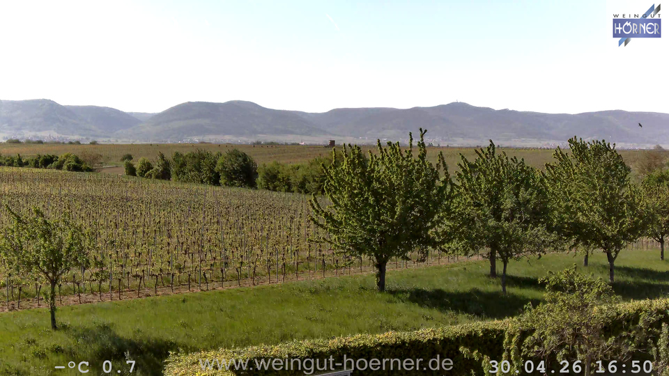Webcam Weinberge Hochstadt