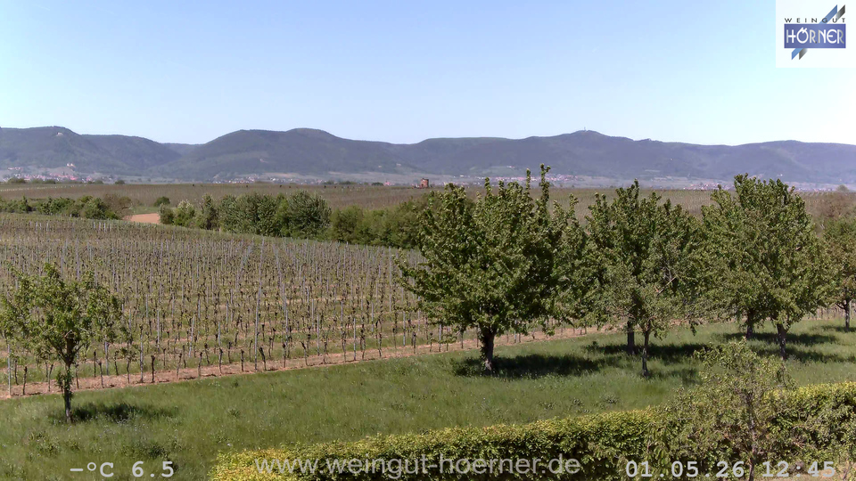 Webcam Weinberge Hochstadt