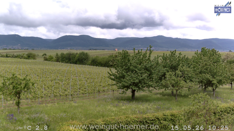Webcam Weinberge Hochstadt