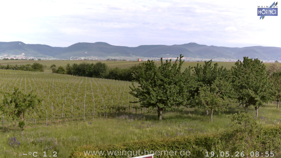 Webcam Weinberge Hochstadt
