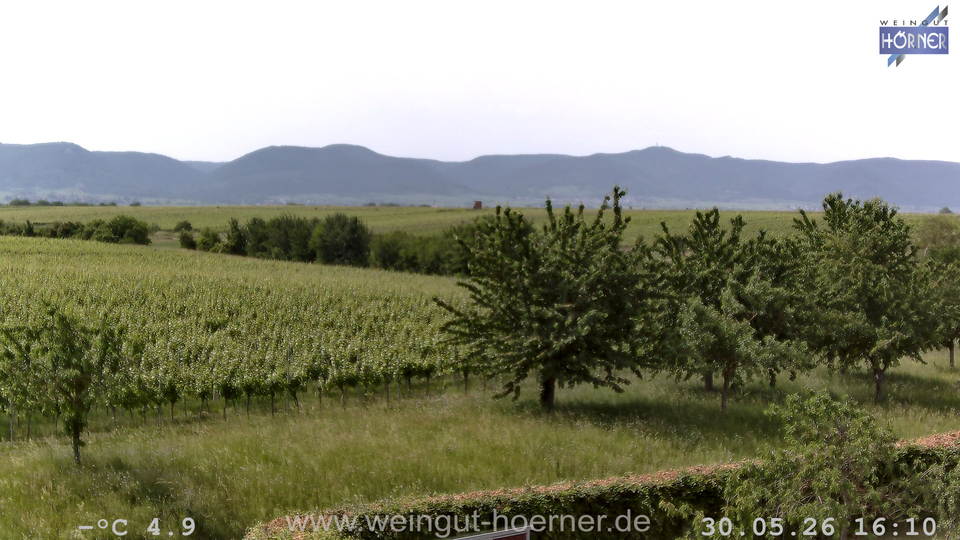 Webcam Weinberge Hochstadt