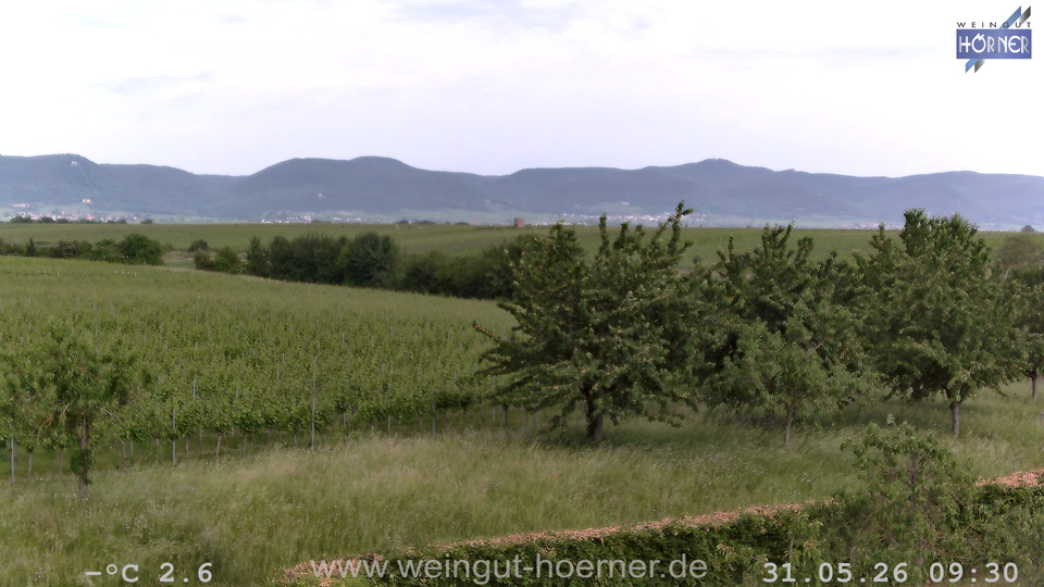 Webcam Weinberge Hochstadt