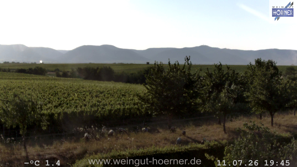 Webcam Weinberge Hochstadt