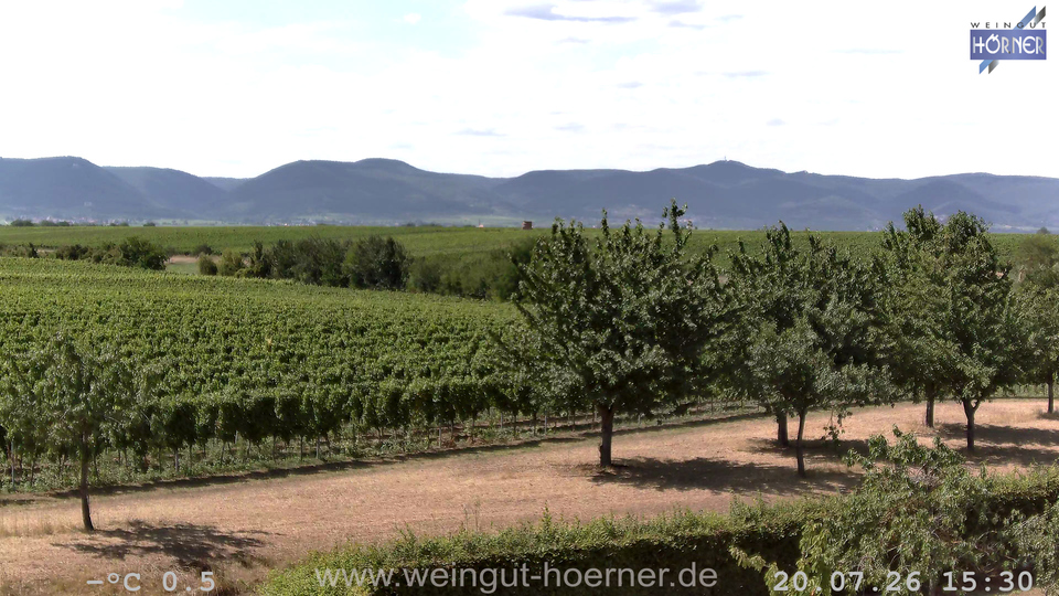 Webcam Weinberge Hochstadt