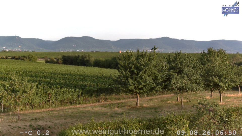 Webcam Weinberge Hochstadt