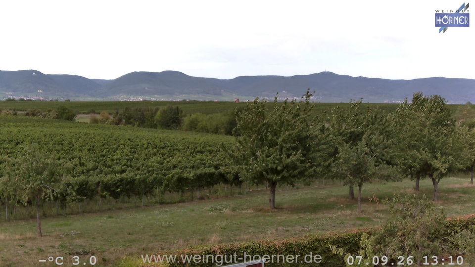Webcam Weinberge Hochstadt
