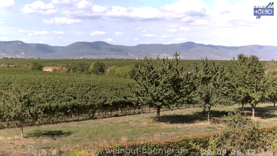 Webcam Weinberge Hochstadt