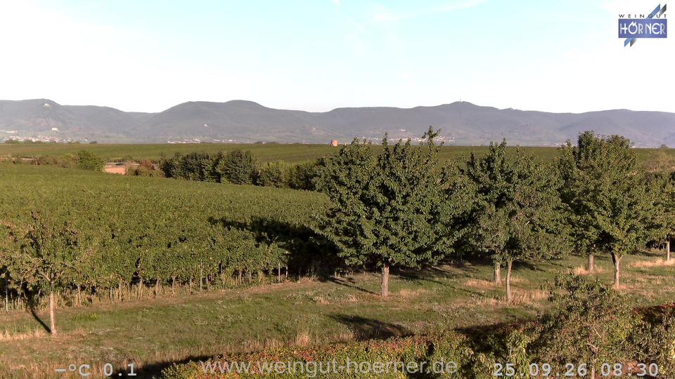 Webcam Weinberge Hochstadt