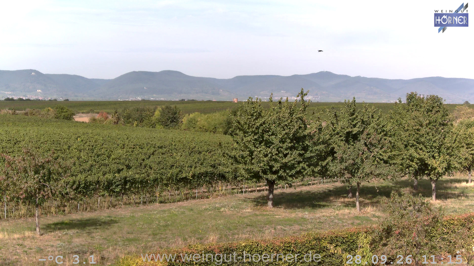 Webcam Weinberge Hochstadt