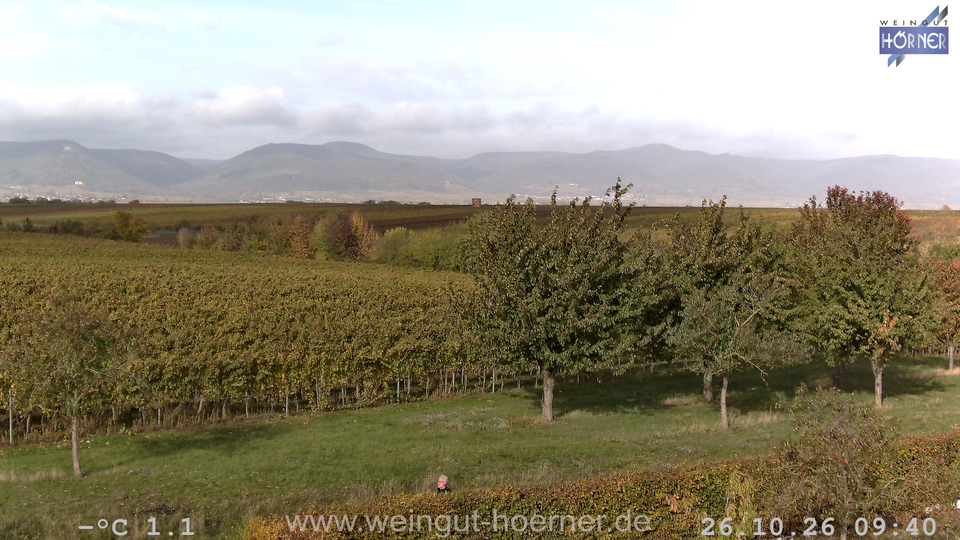 Webcam Weinberge Hochstadt