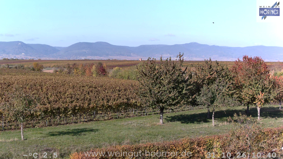 Webcam Weinberge Hochstadt