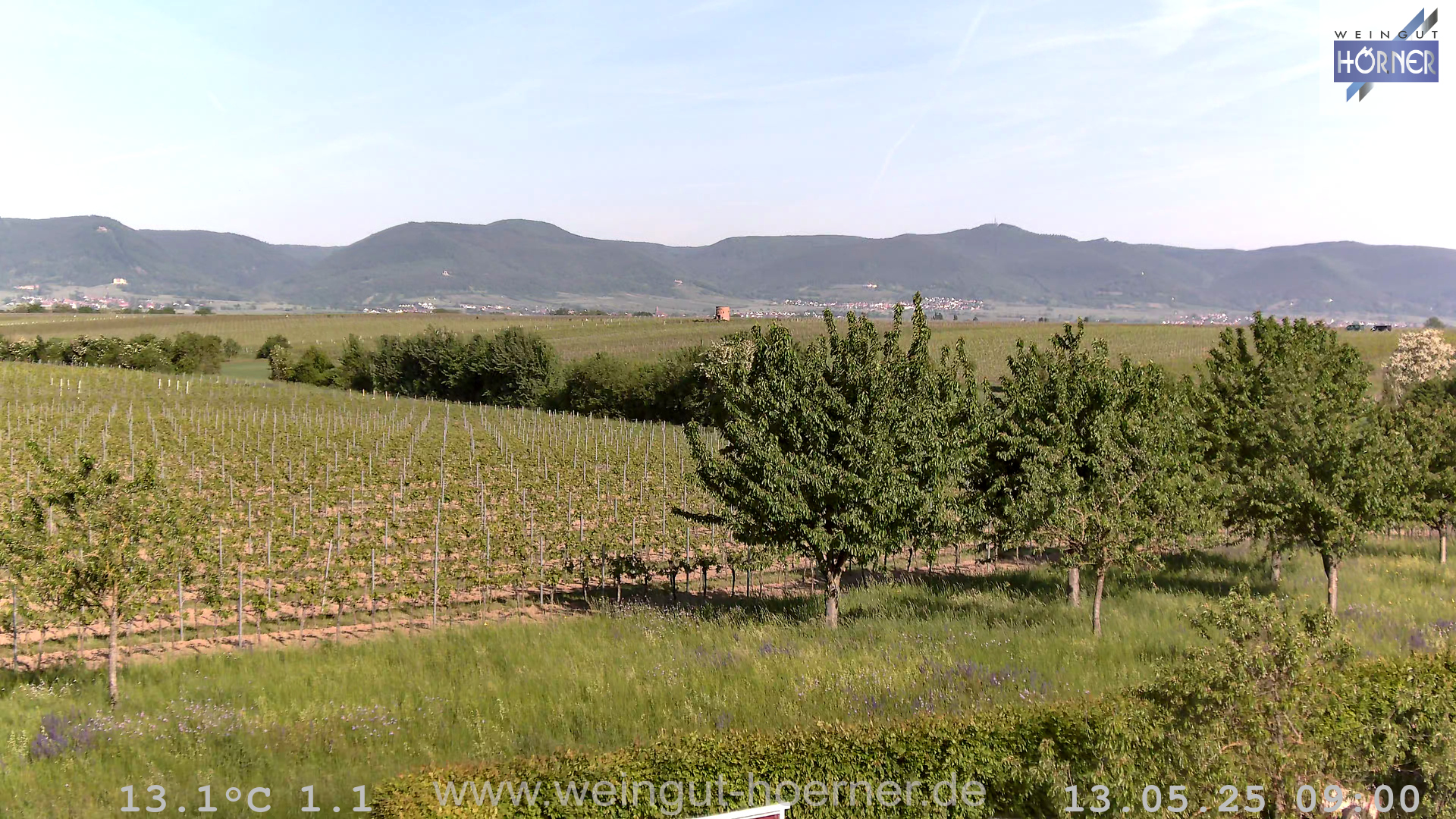 Webcam Weinberge Hochstadt
