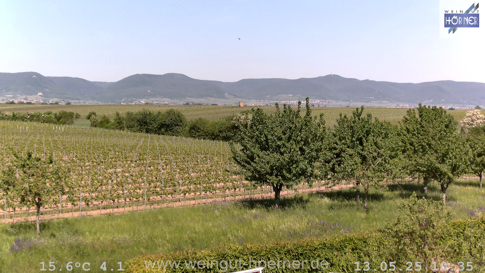 Webcam Weinberge Hochstadt