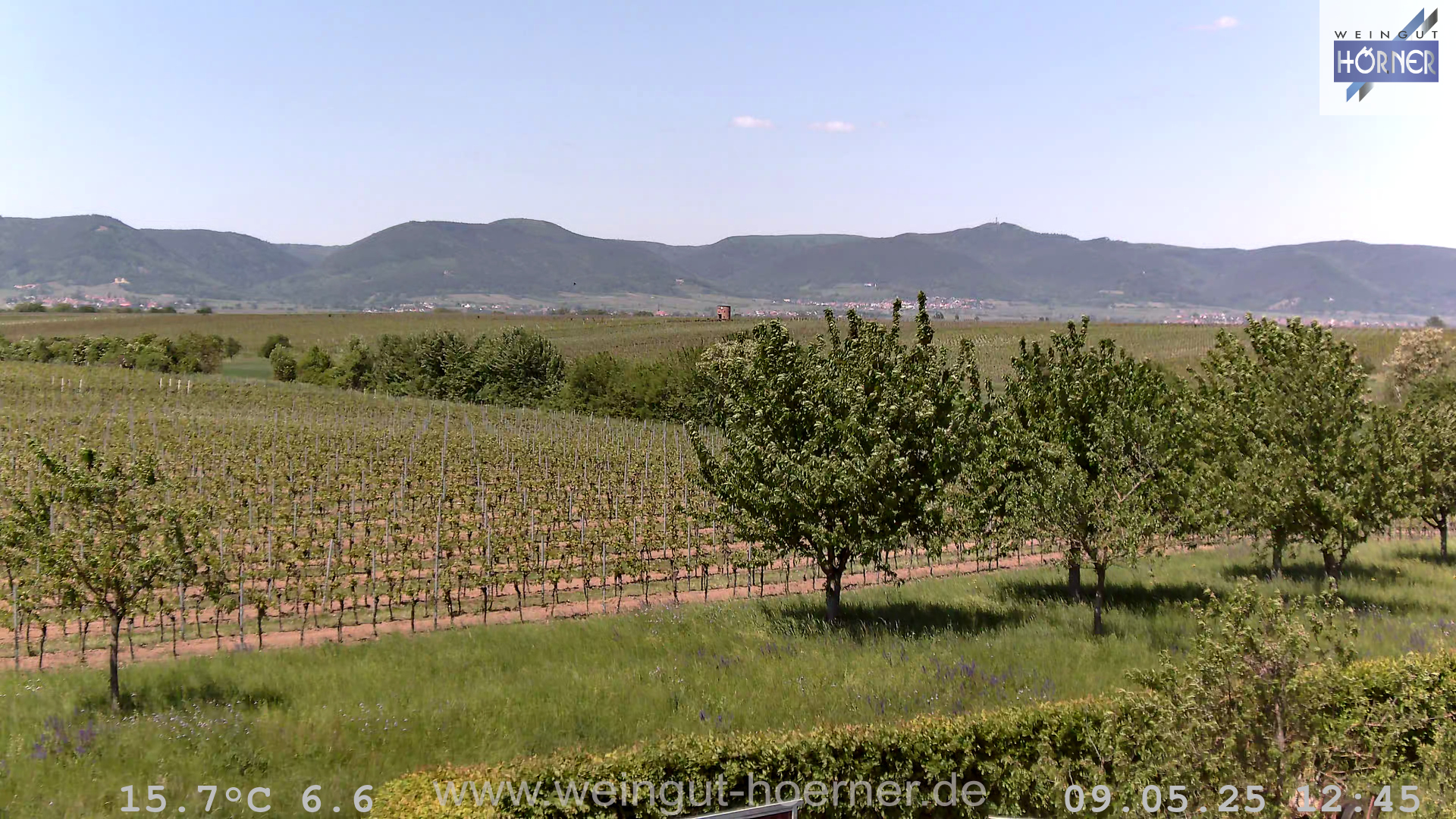 Webcam Weinberge Hochstadt