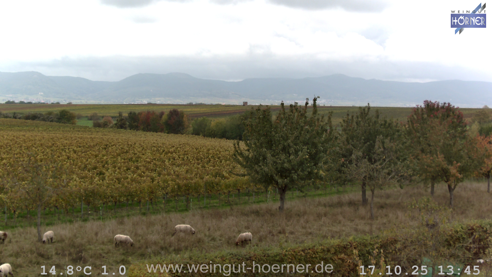 Webcam Hochstadt Pfalz Weinbergturm Aussichtspunkt