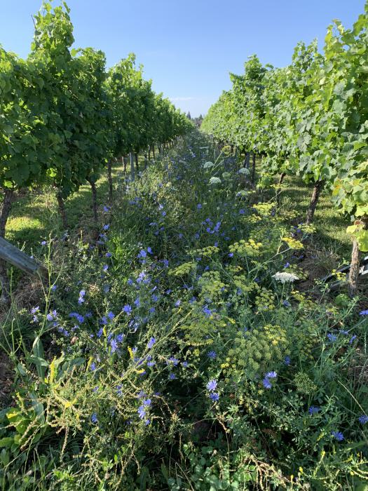Bluehmischung-Insekten-Weinberg Bluehmischung-Insekten-Weinberg