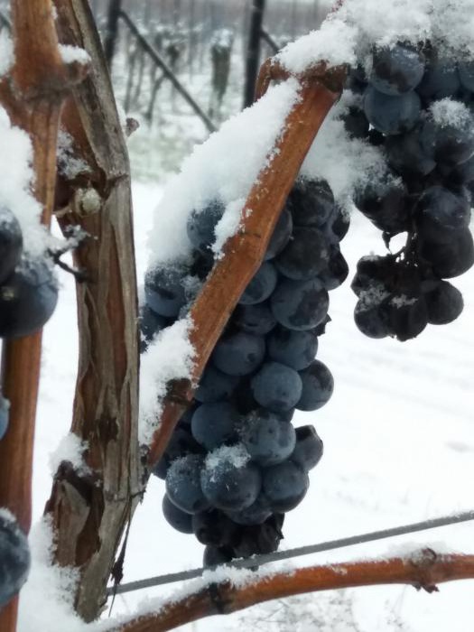 Dornfelder Trauben im Schnee