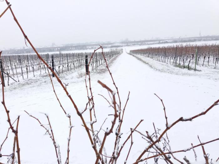 Hochstadt Weinberge Schnee.jpg