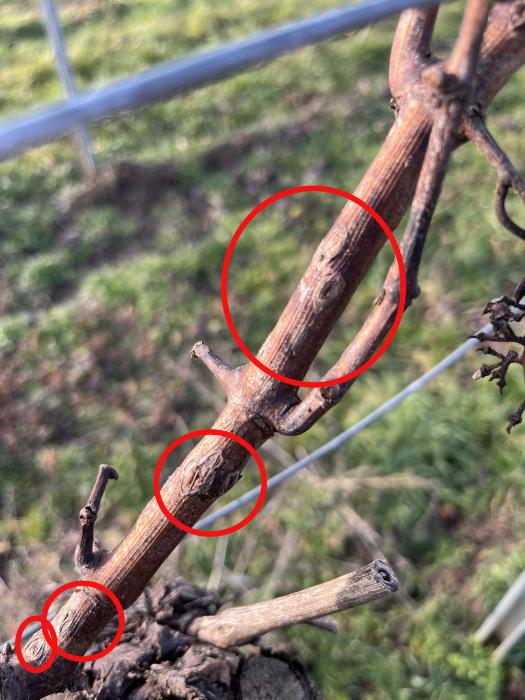 Narben verholzt Narben verholzt