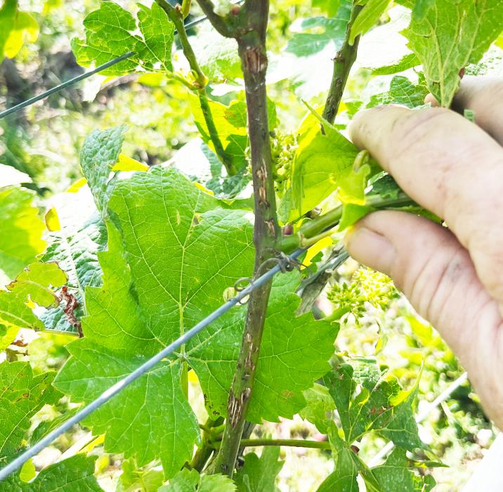 Vernarbungen noch frisch Vernarbungen